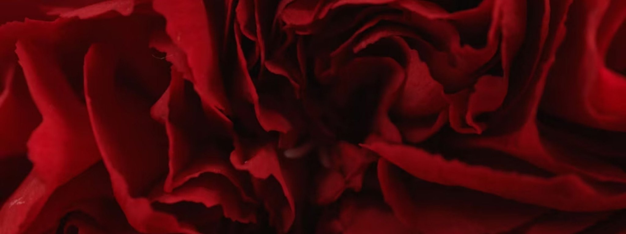 close up of a red rose inside its petals
