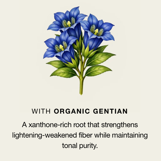 An illustrated cluster of blue gentian flowers with green leaves on a light beige background, above the text 'WITH ORGANIC GENTIAN' and a descriptive paragraph about xanthone-rich root benefits.