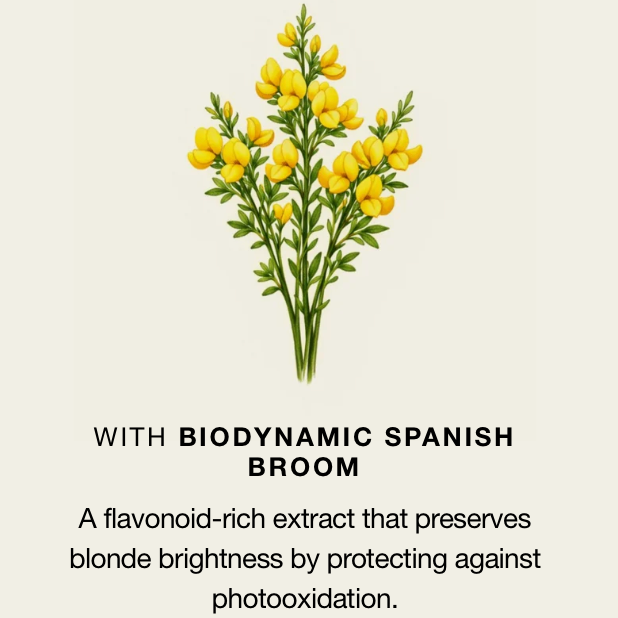 A botanical illustration of yellow broom flowers above text that reads “WITH BIODYNAMIC SPANISH BROOM” and a descriptive paragraph about a flavonoid-rich extract protecting blonde brightness against photooxidation, on a light warm beige background.