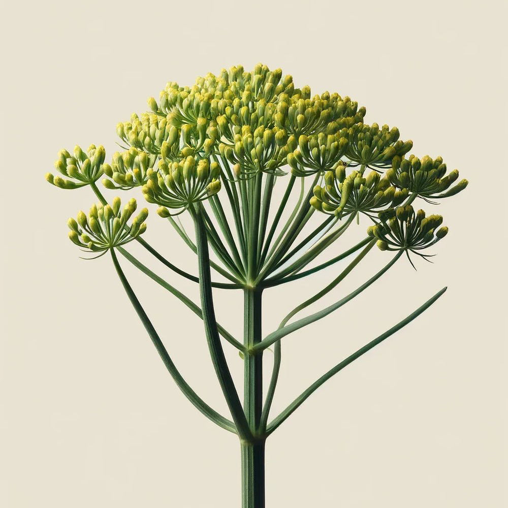A single green stem with clusters of yellow-green buds, set against a light beige background—echoing the gentle beauty and deep moisture of Oway Curly Hair Mask, a definition and moisture mask for natural curls by Oway.
