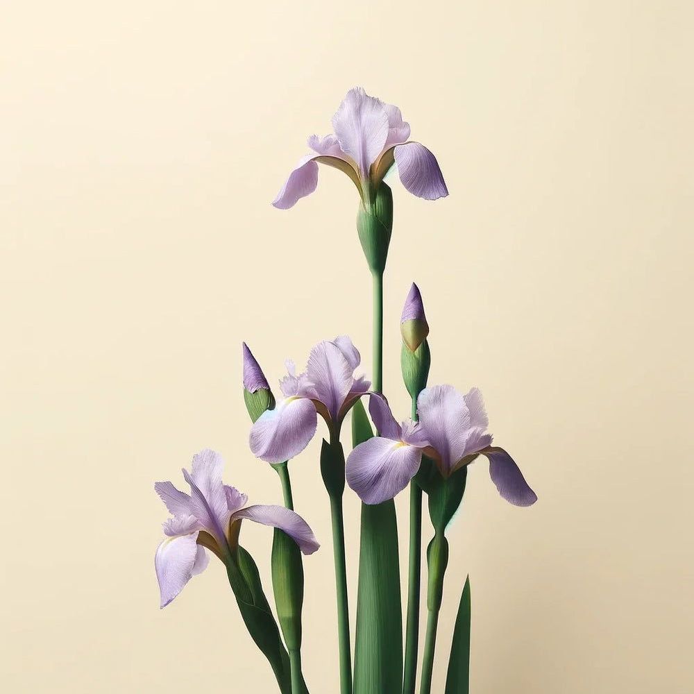 Light purple iris flowers with green stems are arranged on a cream background, reflecting the essence of Oway Next Day Cream—a soft styling cream by Oway designed for next-day texture revival. Some blooms are open, others still in bud.