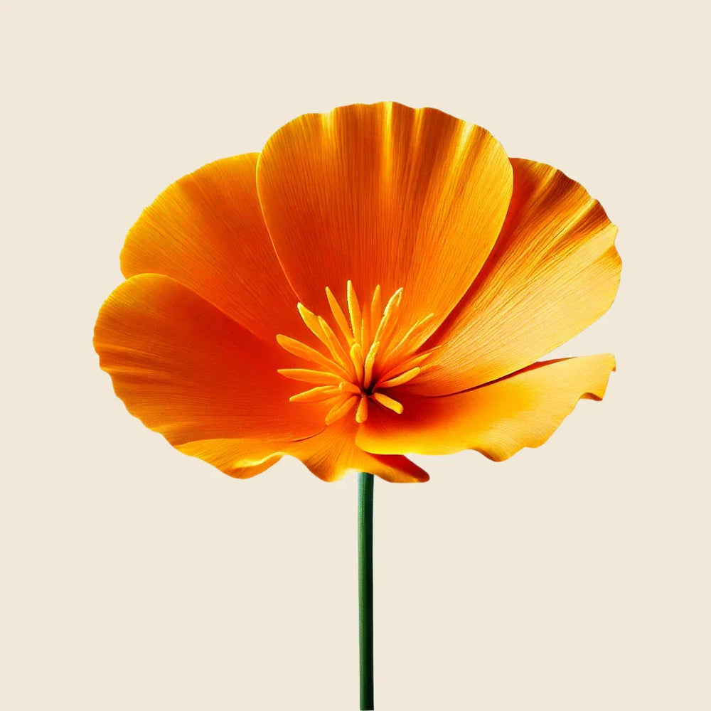 A bright orange California poppy with delicate petals and a green stem evokes the effortless, tousled waves you get from Oway Sea Salt Spray | Beachy Texture Spray for Tousled Waves by Oway, set against a plain beige background.
