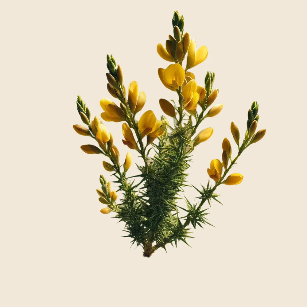 Inspired by the spiky green stems and bright yellow blooms of gorse, Oway Enriching Hair Conditioner gently detangles and nourishes dry, brittle strands with a plant-based formula.