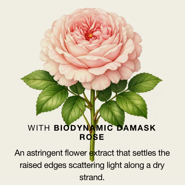 A botanical-style illustration of a pale pink rose with green leaves on a light cream background, with text reading “WITH BIODYNAMIC DAMASK ROSE” and a descriptive paragraph below.