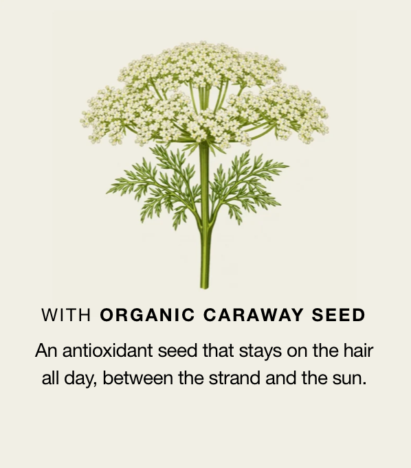 Caraway plant in bloom with feathery leaves and white flower clusters, illustrating the Organic Caraway Seed ingredient — an antioxidant seed that shields hair from sun exposure throughout the day.