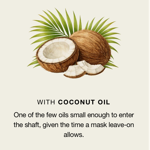 Whole and split coconut with palm frond, illustrating the Coconut Oil ingredient — an oil small enough to enter the hair shaft during mask leave-on time.