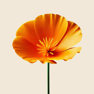 A single bright orange California poppy stands out, its luminous petals echoing the radiant shine of Oway Precious Wax by Oway—a shine enhancing styling wax for natural definition—against a plain beige background.