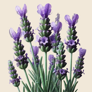 A cluster of lavender flowers with green stems and purple blooms, like ingredients in Oway Rebuilding Hair Bath—Strengthening Shampoo for Brittle, Weak Hair—is shown against a light beige background. The flowers are closely clustered and at varied bloom stages.