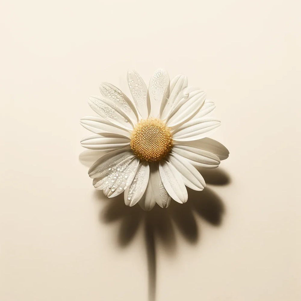 Single daisy flower on a beige background