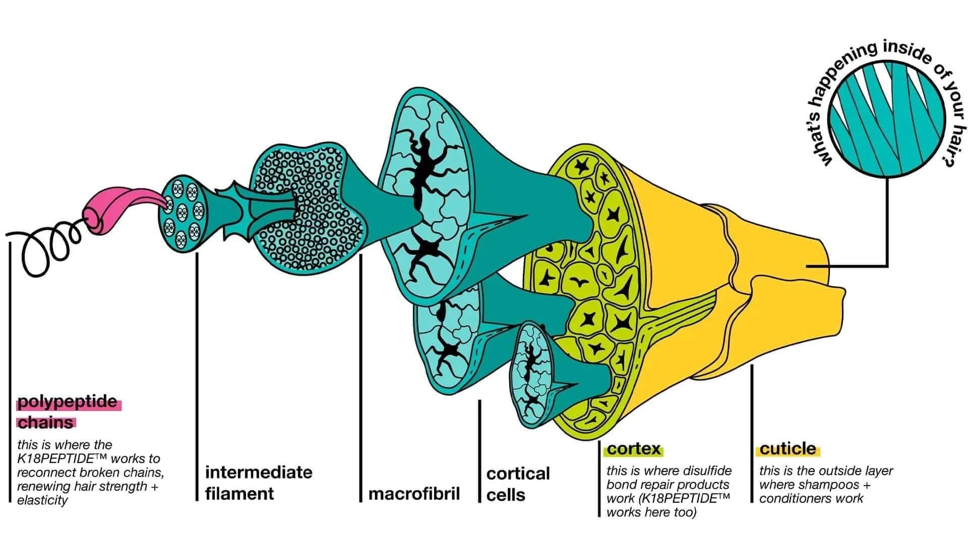 A diagram showing the structure of a K18 Hair Repair cell undergoing rejuvenation.